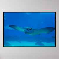 Stingray Swimming Under the Water