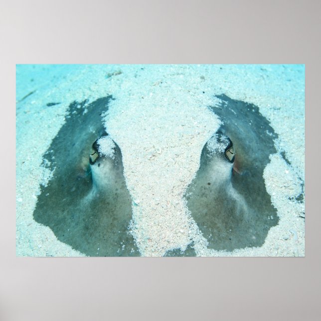Stingray Up Close Poster (Front)