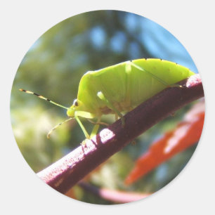 Stink bug 216 ~ sticker