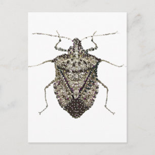stink bug postcard