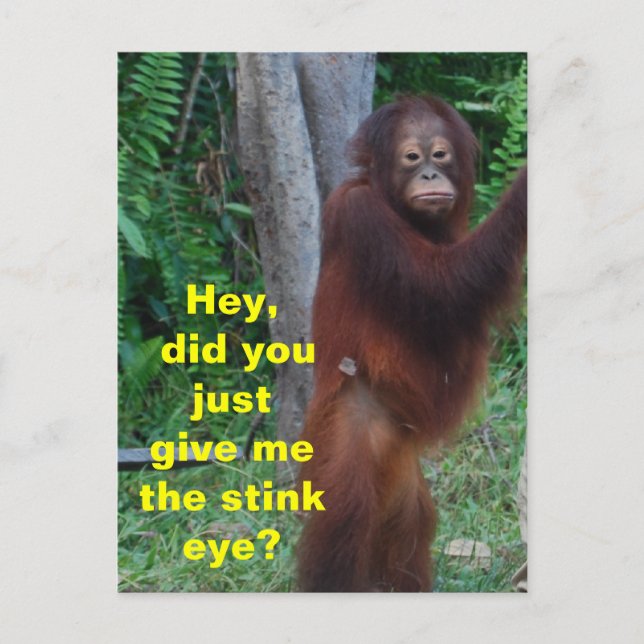 Stink Eye Animals Showing Emotions Postcard (Front)