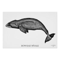 Stippling Art Bowhead Whale