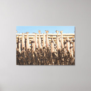 Stockfish Lofoten Islands Canvas Print