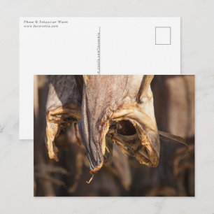 Stockfish Lofoten Islands Postcard
