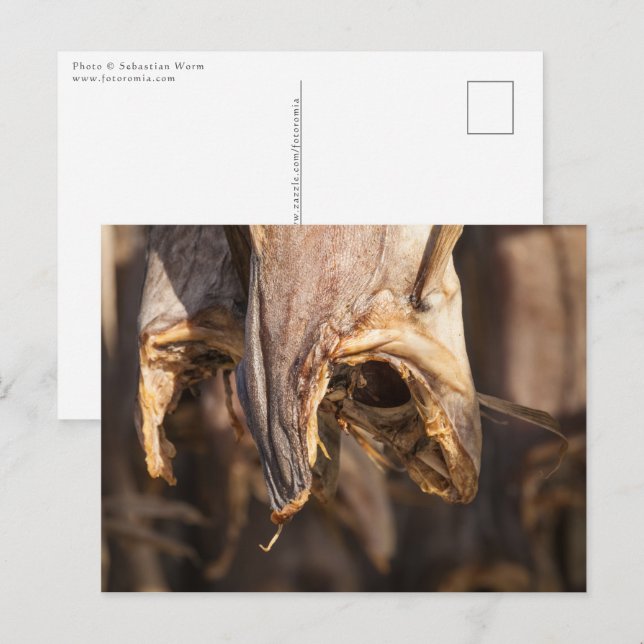 Stockfish Lofoten Islands Postcard (Front/Back)