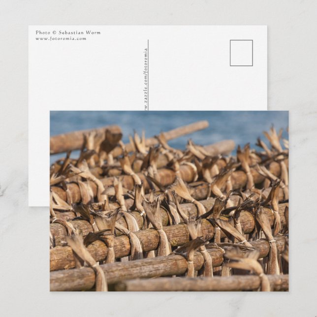 Stockfish Lofoten Postcard (Front/Back)
