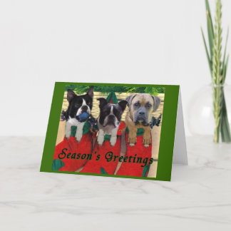 Stocking Pups Holiday Card