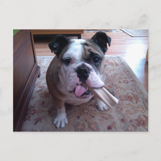 Stogie Postcard (Front)