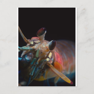Stomatopod (Mantis Shrimp) Postcard
