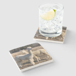 Stone Coaster - Alpacas Abby & Bailey