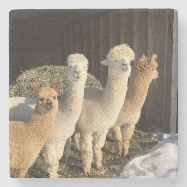 Stone Coaster - Alpacas in the Winter Sun (Front)