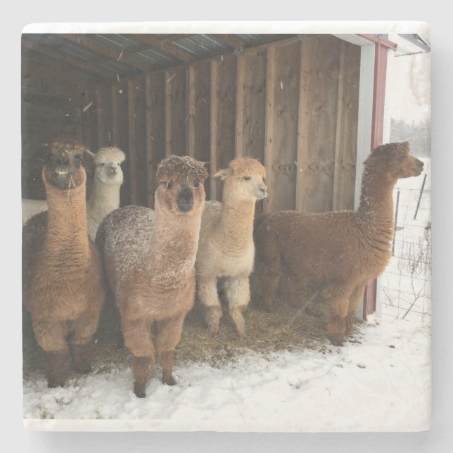 Stone Coaster - Snow Falling on the Alpacas (Front)