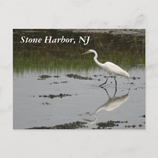 Stone Harbour Egret Postcard