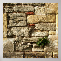 Stone Wall. With small plant.