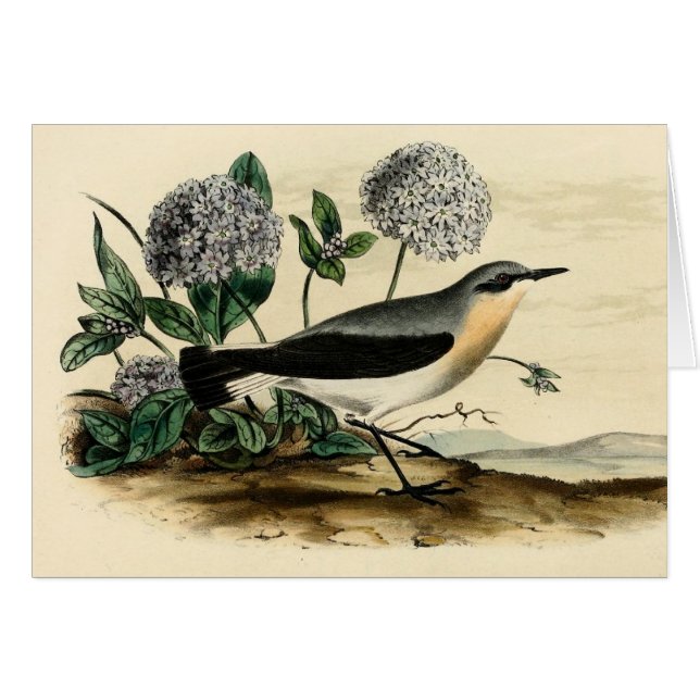 Stonechat Wren (Front Horizontal)