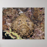Stonefish