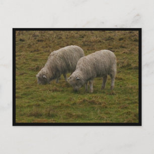 Stonehenge Sheep Postcard