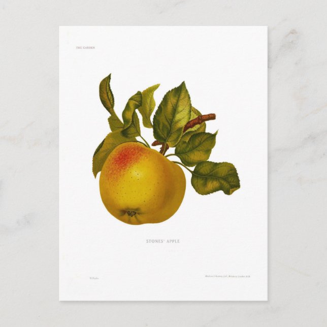 Stones' Apple Postcard (Front)