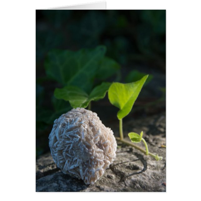 Stones | Desert Rose 141 (Front)