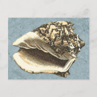 Stonewashed Conch Shell