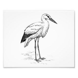 Stork Bird Black and White Cartoon Photo Print
