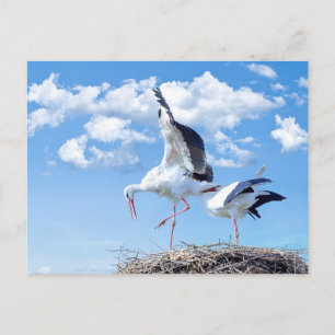 Storks in the sky postcard