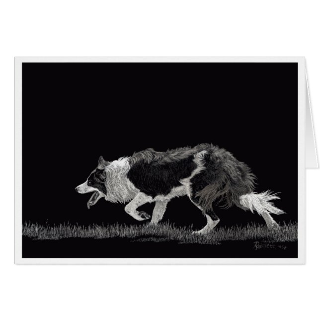 Storm the Border Collie (Front Horizontal)