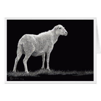 Storm's Sheep