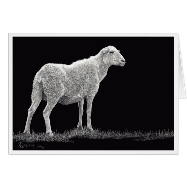 Storm's Sheep (Front Horizontal)