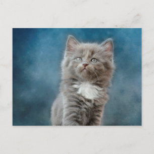 stormy cat postcard