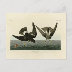 Stormy Petrel from Audubon's Birds of America Postcard