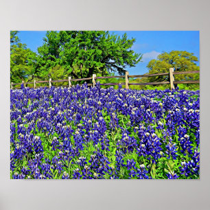 Storybook Bluebonnet Flowers Photographic Art Poster