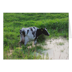 Straggled cow