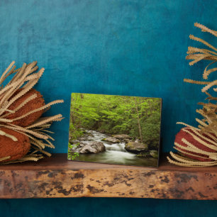 Straight Fork Flows Through Forest Plaque
