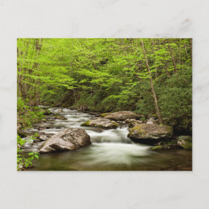 Straight Fork Flows Through Forest Postcard