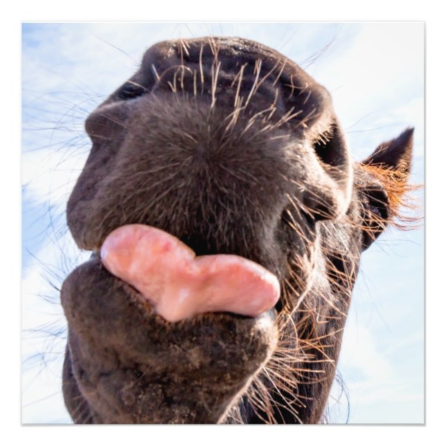 Straight from the horse's mouth funny animal photo print (Front)