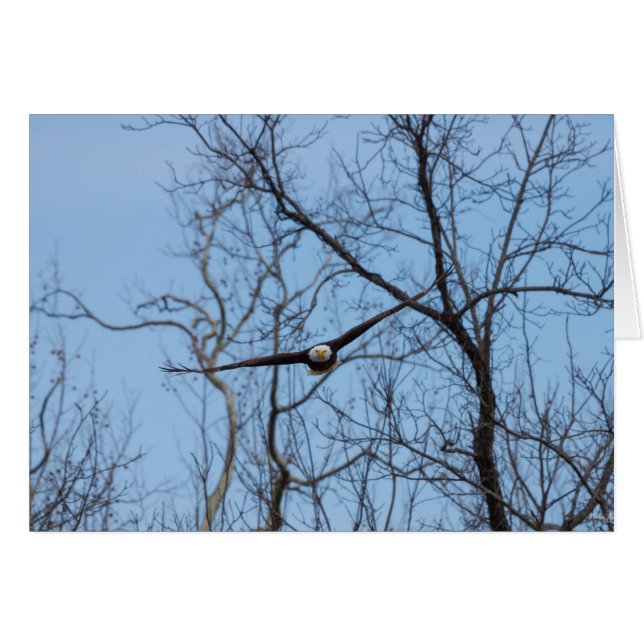 Straight On Eagle (Front Horizontal)