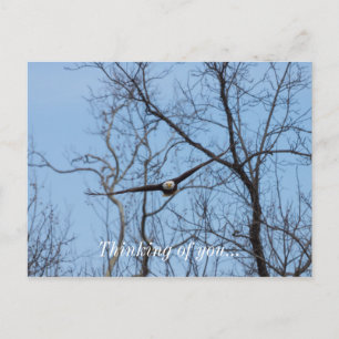 Straight On Eagle Thinking Of You Postcard