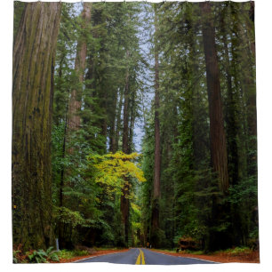 Straight Road Ahead Through Misty Redwood Forest