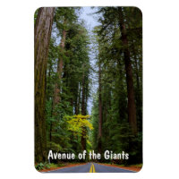 Straight Road Ahead Through Misty Redwood Forest