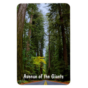 Straight Road Ahead Through Misty Redwood Forest Magnet
