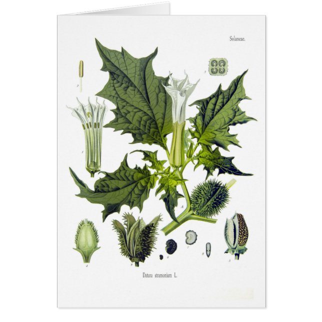 Stramonium de datura (Devant)