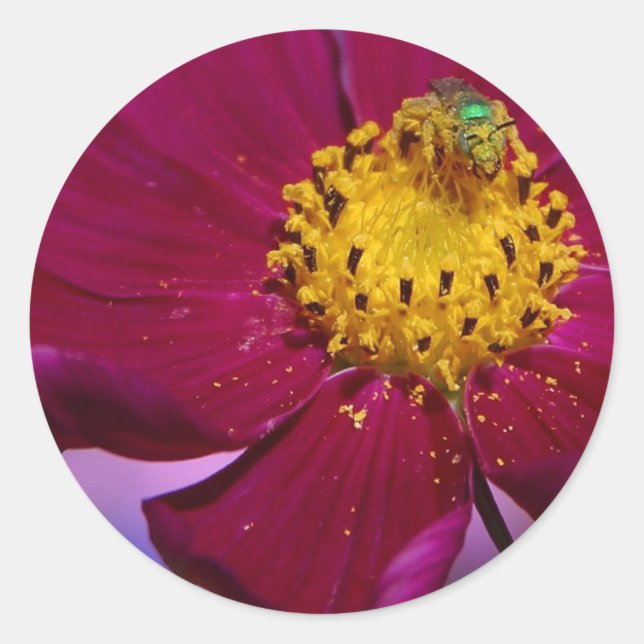 Strange Grren Bug On A Flower In Balboa Park Classic Round Sticker (Front)