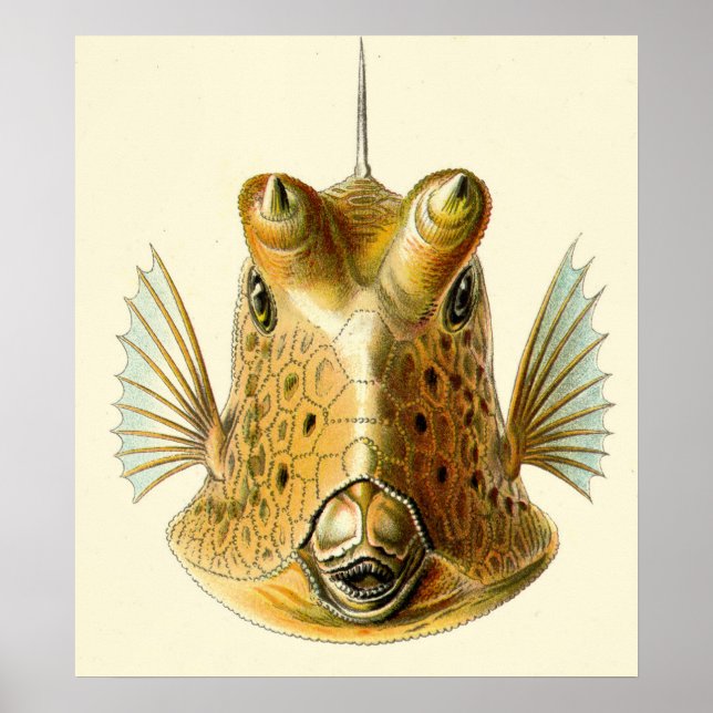 Strange Horned Fish Poster (Front)