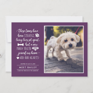 Strange Times New Pet Photo Announcement   Plum