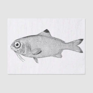Strange vintage fish drawing tissue paper