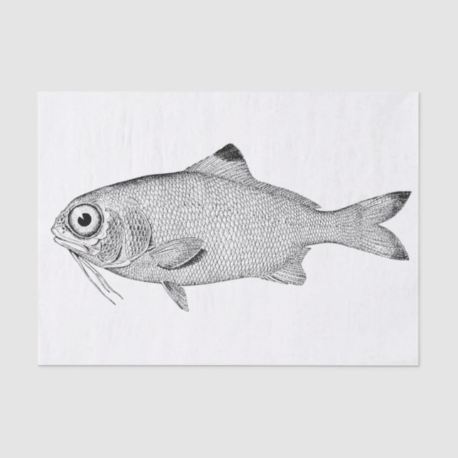 Strange vintage fish drawing tissue paper (Front)