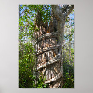 Strangler Fig, Big Cypress Swamp, Florida Poster