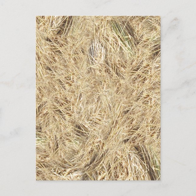 Straw Background Postcard (Front)
