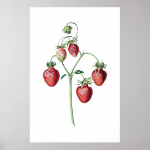 STRAWBERRIES botanical print